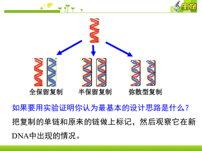 全保留复制图解,DNA半保留复制图解