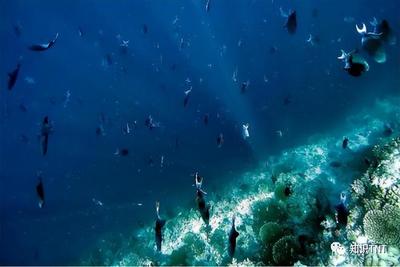 海洋生物为什么透明