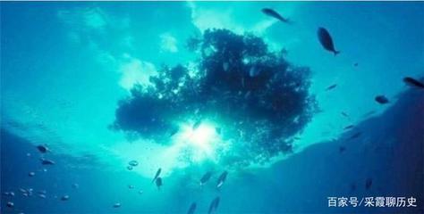 海洋生物为什么透明