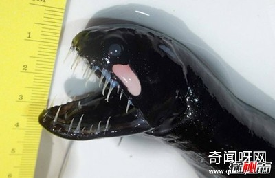 什么动物最奇怪